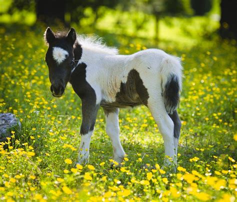 Cute Baby Horses Wallpapers - Top Free Cute Baby Horses Backgrounds - WallpaperAccess