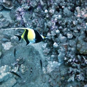 Moorish idol - Facts, Diet, Habitat & Pictures on Animalia.bio