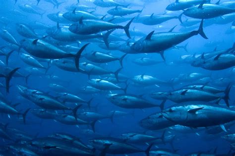 Bluefin Tuna - Incredible Facts, Pictures - A-Z Animals