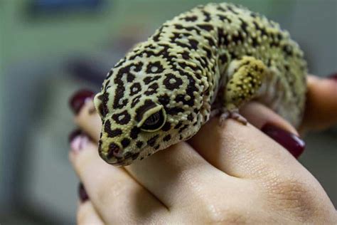 Leopard Gecko Care Guide for First-Time Owners