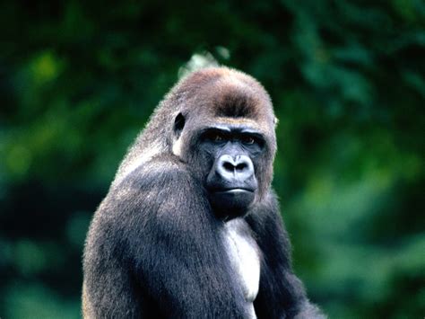 Western Gorilla | Animal Wildlife