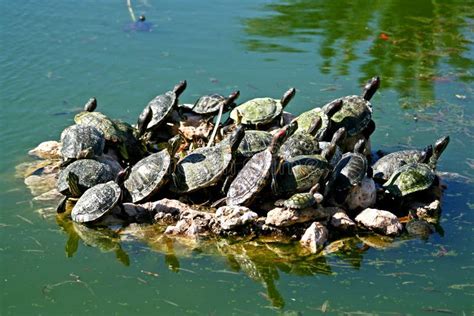 Turtles in a pond stock photo. Image of turtoise, enjoy - 582208