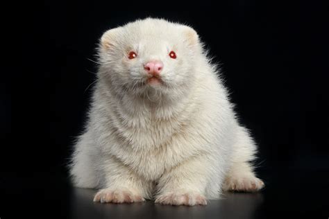 Albino Ferrets: Get All The Facts About Them Here!