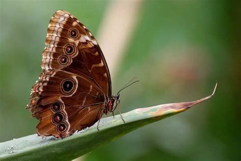 How Butterfly Wing Color Is Created And Evolved?