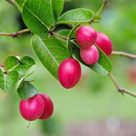 Karonda Or Carissa Carandas - Fruit Plants & Tree – Exotic Space