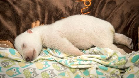 See an Adorable Polar Bear Cub Dream as It Slumbers at an Ohio Zoo - ABC News