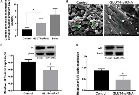 Frontiers | GLUT4 in Mouse Endometrial Epithelium: Roles in Embryonic Development and Implantation