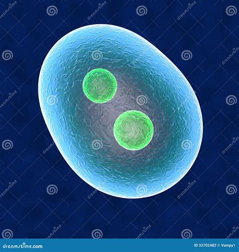 Core cell stock illustration. Illustration of anatomy - 33702482