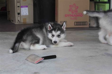 LovelyPuppy: Female Siberian Husky Puppy(Grey/White)