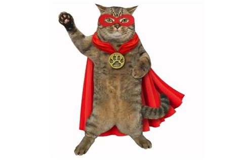 Superhero Cat Names – [110+ Epic Ideas] - Find Cat Names