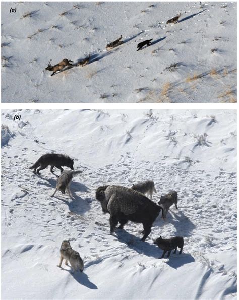 a) attacking prey b) hunting prey by wolves | Download Scientific Diagram