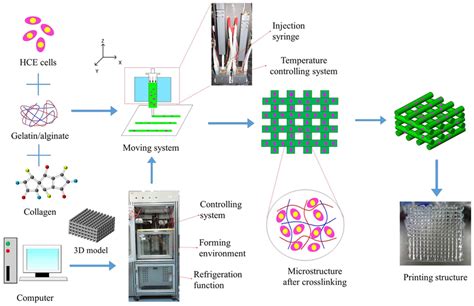 Schematic illustration of the 3D bioprinting process and optical images ...