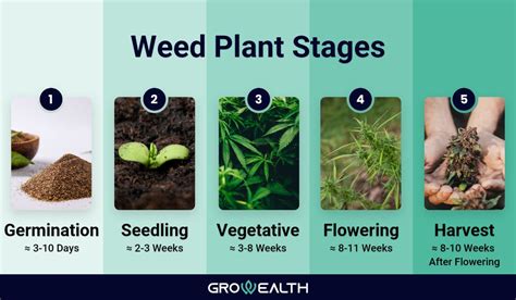 Weed Plants Stages