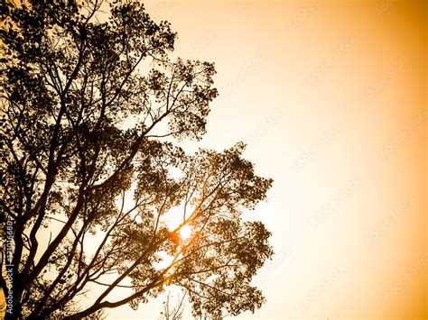 silhouette of bodhi tree in warm tone Stock Photo | Adobe Stock