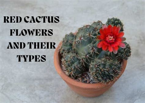 Red Cactus Flowers: 8 Types and An Ultimate Guide To Protect Them