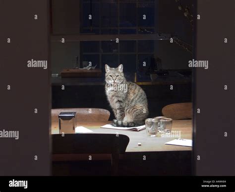 Cat sitting on a table Stock Photo - Alamy