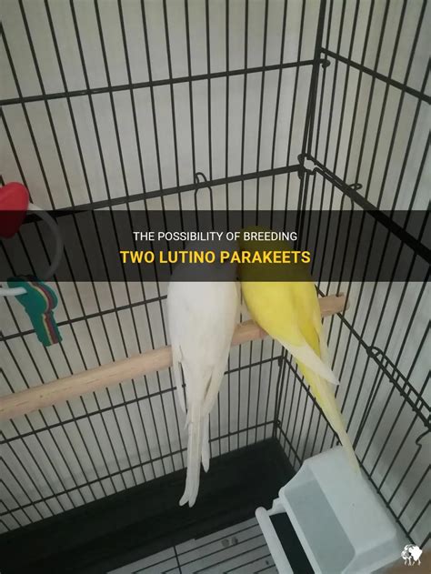 The Possibility Of Breeding Two Lutino Parakeets | PetShun