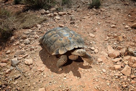 Desert Tortoises at Desert Tortoise Conservation Center | Las Vegas Review-Journal