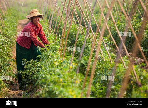 Woman tomato farming in Myanmar Stock Photo - Alamy