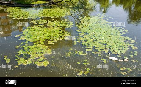 River Avon Stratford upon avon Stock Photo - Alamy