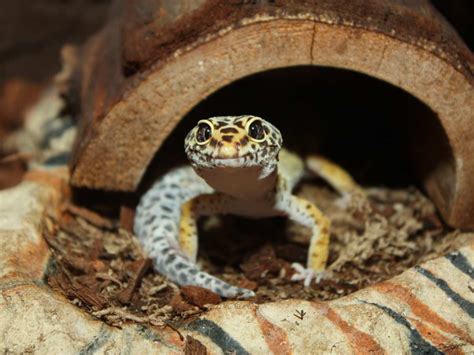 gyorsító könnyen Nagy tölgy leopard gecko terrarium setup téli Mezei ...