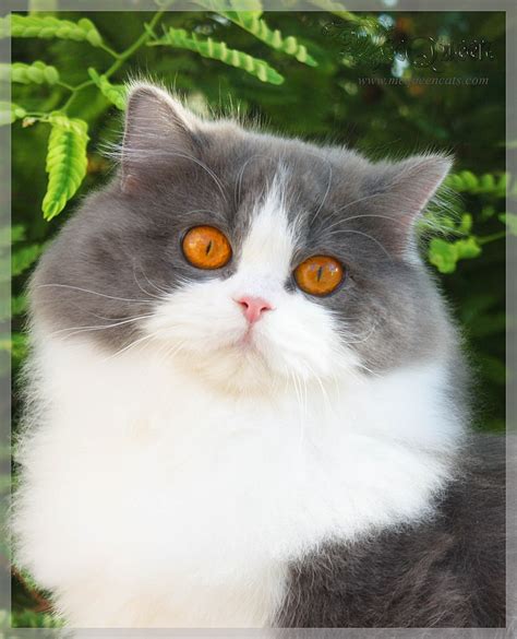 British Longhair - Blue Bicolor | Cat breeds, Bicolor cat, Long haired cats