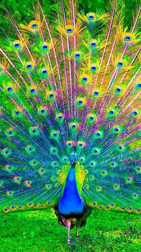 Peacock Wallpaper For iPhone | 2021 3D iPhone Wallpaper