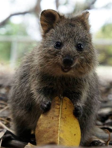 How about some cute Marsupials? : aww