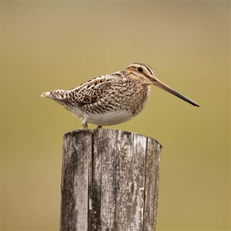 Snipe | BTO - British Trust for Ornithology