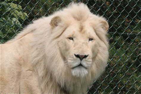 BBC - Hereford - In pictures: White lions up close