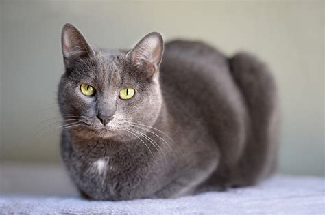 Korat Cat breed information, advice about Korat cats. - Your Cat