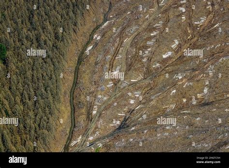 Aerial view, Arnsberg forest, forest area with forest damage in ...