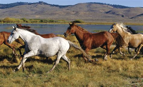 Wild Horses C838 wall mural