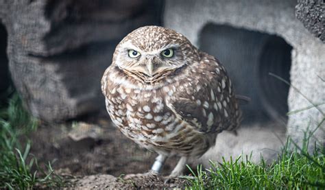 Western Burrowing Owl • Brandywine Zoo • Go a Little Wild