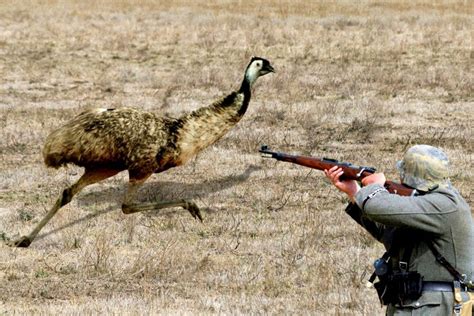 What Was The Emu War Of Australia And What Was The Outcome? » ScienceABC