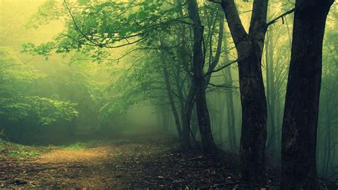 🔥 [50+] Creepy Forest Wallpapers | WallpaperSafari