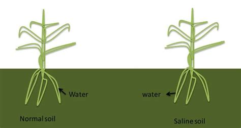 The Soil Salinity Problem: How It Affects Plant Growth – SC Garden Guru