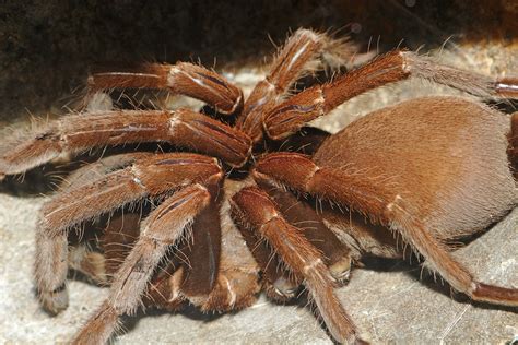 File:Tarantula - melbourne zoo.jpg