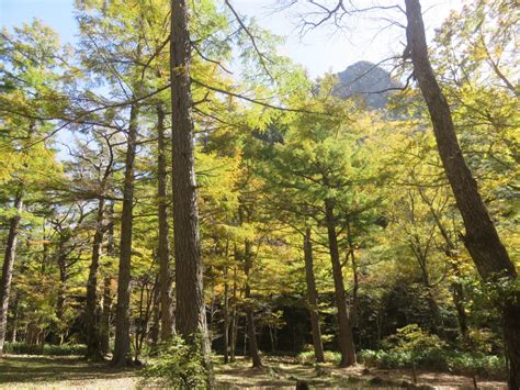 Autumn Colors Enter Peak Period – Japan Alps Kamikochi Official Website