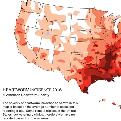 Heartworm Prevention | atdove.org