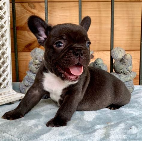 SOLD-Fievel Chocolate French Bulldog Male - The French Bulldog