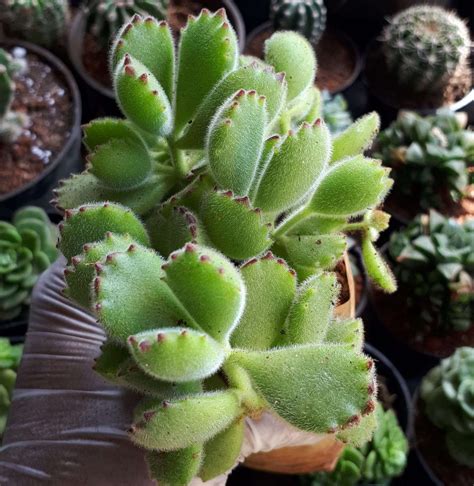 Bear paw plant /Cotyledon tomentosa - Succulent Gallery