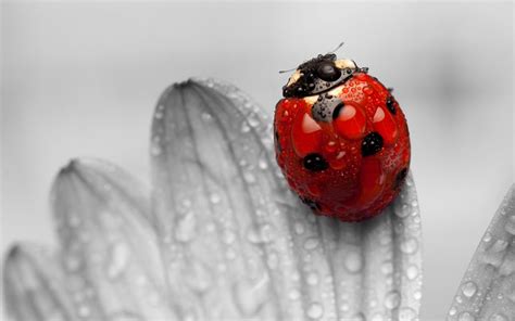 Cute Ladybug Wallpapers - Top Free Cute Ladybug Backgrounds - WallpaperAccess