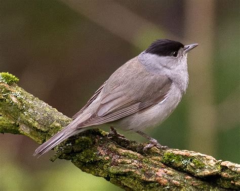 Sylvia atricapilla (Blackcap): a generalist aphid predator for biocontrol