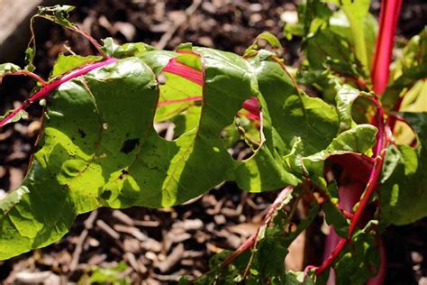 How to Identify and Control Common Swiss Chard Pests