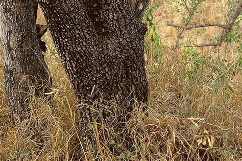 19 perfectly camouflaged Animal Photos. Can you see the leopard ...