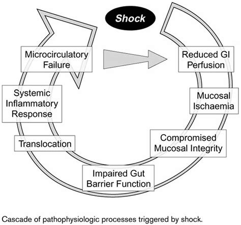 Hypovolemia, hypovolemic shock, causes, symptoms and treatment