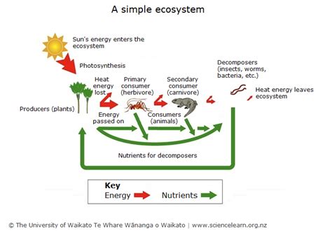 Simple ecosystem diagram — Science Learning Hub