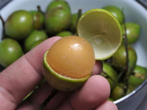 Mamoncillo: A Tangy Tropical Fruit | Fruit, Japanese street food ...