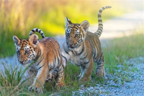 Bengal Tiger Cubs Images